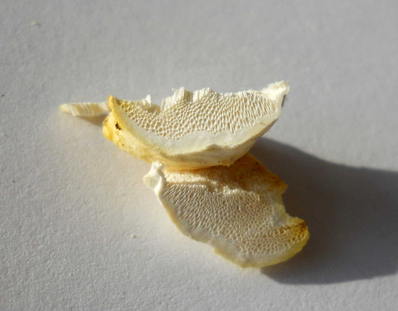 da determinare1 (Trametes pubescens)